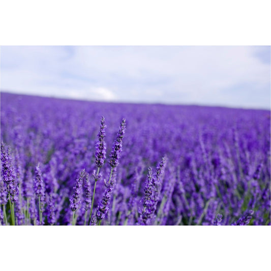 Lavender Lotion - Lounies Soap Co.