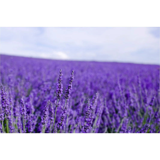 Lavender Lotion - Lounies Soap Co.