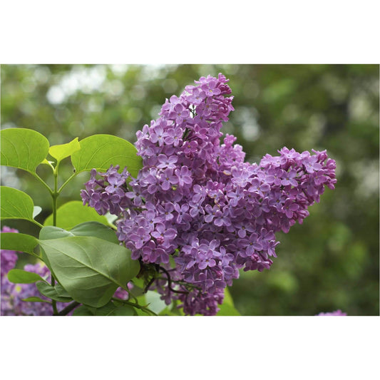 Lilac Wax Melt - Lounies Soap Co.