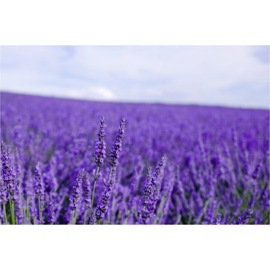 Lavender Lotion